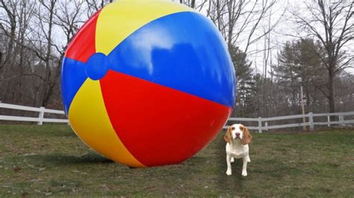 Can dogs play with beach balls?