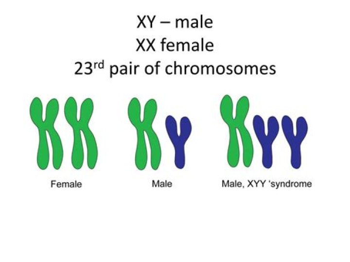 Can females have XY chromosomes?