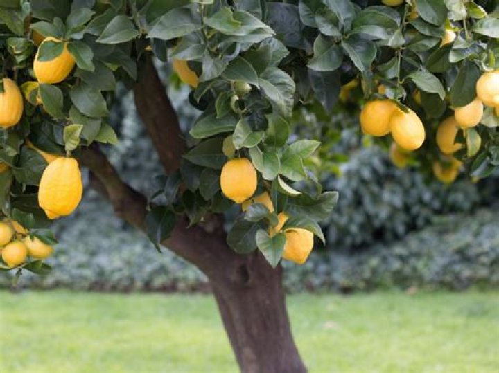 Can I grow lemon tree in a pot