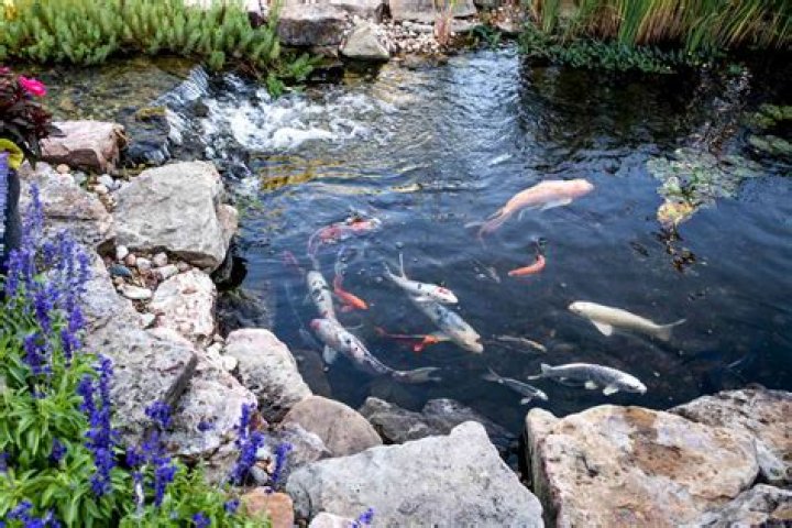 Can I keep koi in a small pond?
