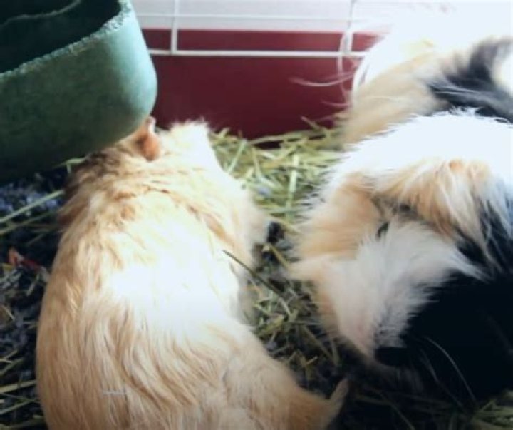 Can I put a dead guinea pig in the bin?