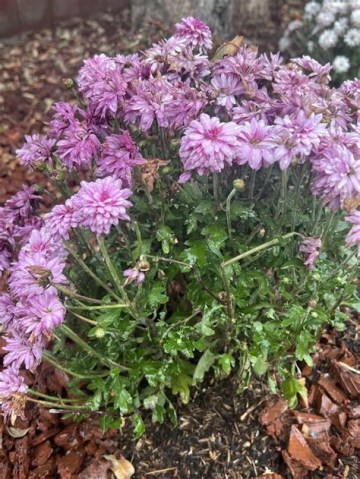 Can I revive my mums