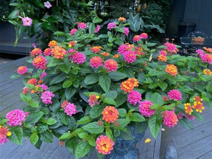 Can Lantana be trimmed?
