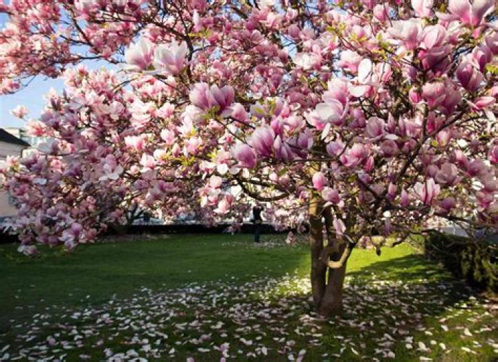 Can magnolia trees grow in Iowa?