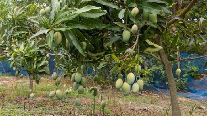 Can mango trees grow in Northern California?