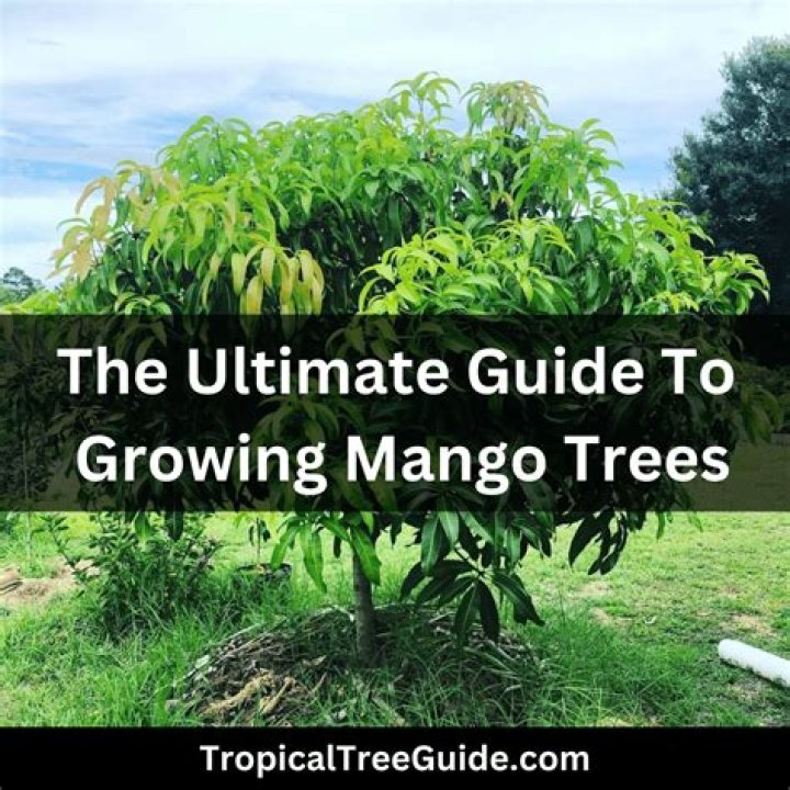 Can Mangos be cooked?