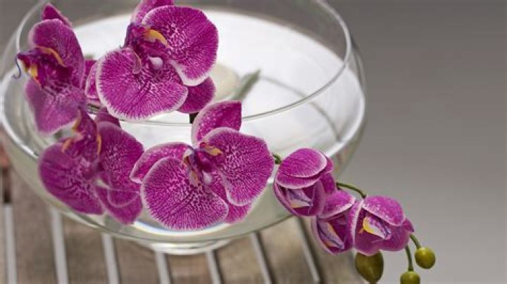 Can orchids grow in water beads