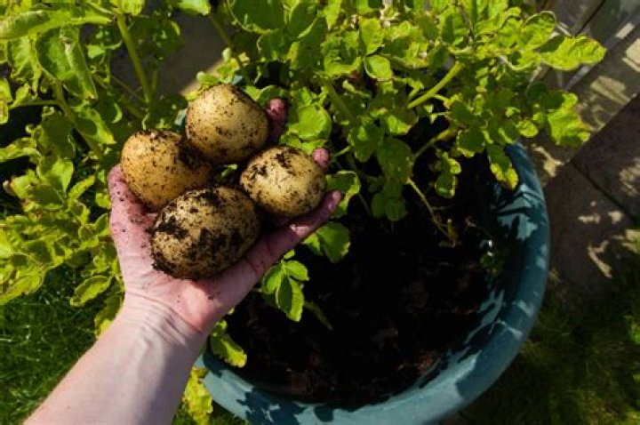 Can potatoes grow above ground?