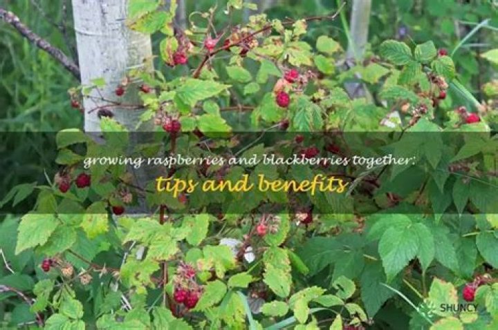 Can raspberries and blackberries grow together
