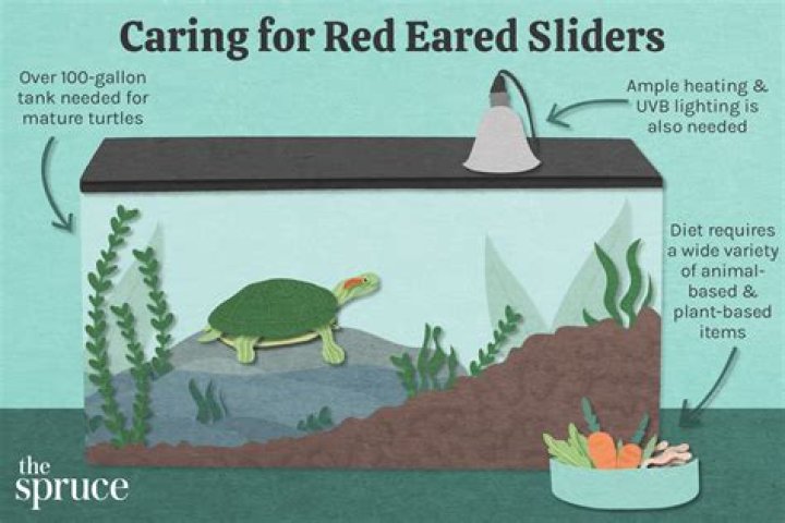 Can red ear sliders live alone?