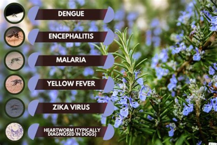 Can Rosemary Repel mosquitoes
