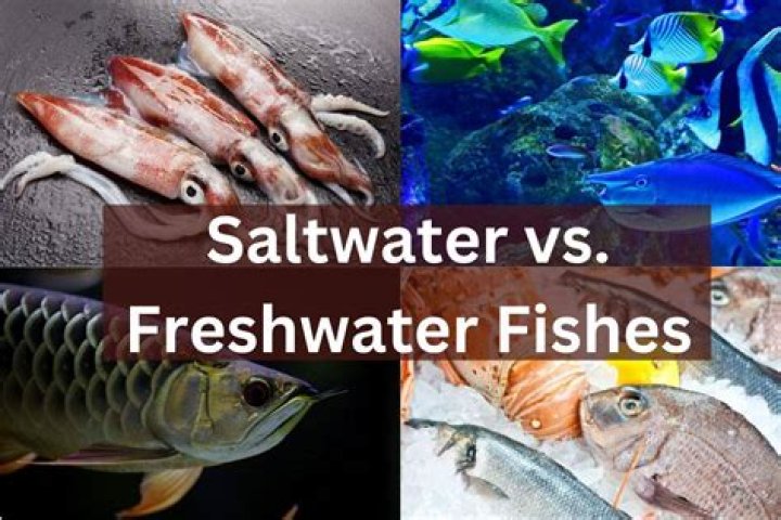 Can saltwater fish live in Salt Lake?
