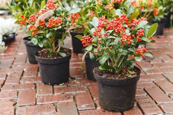 Can skimmia be grown in pots