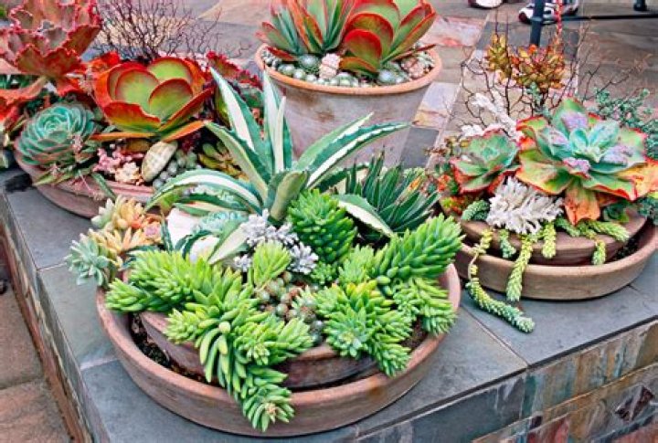 Can succulents live forever