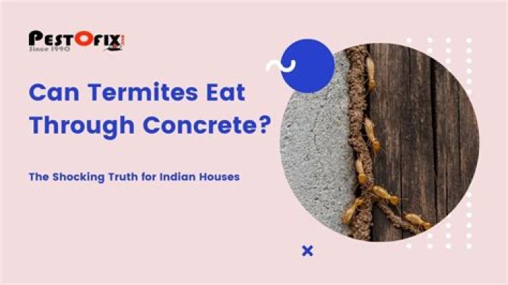 Can termites eat through concrete?
