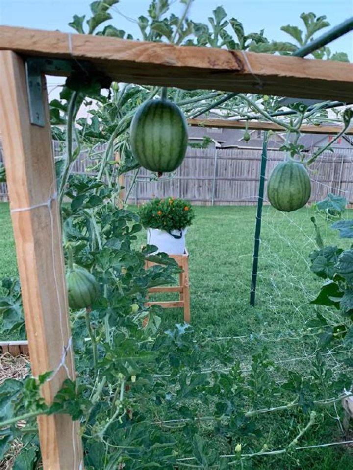 Can watermelon grow in Florida