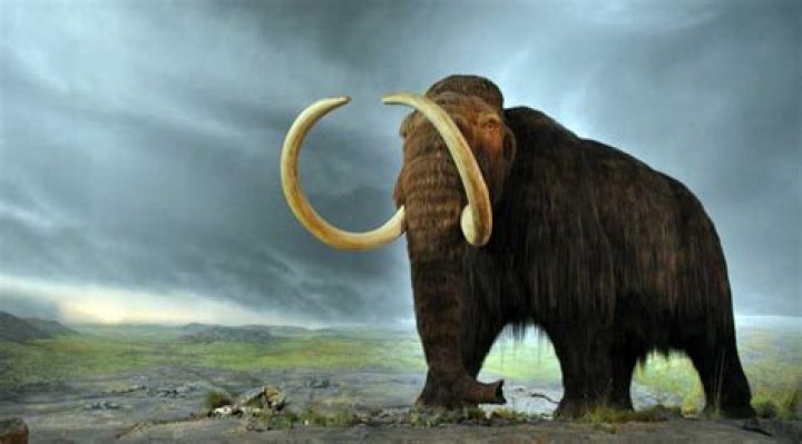 Can we bring back mammoths?