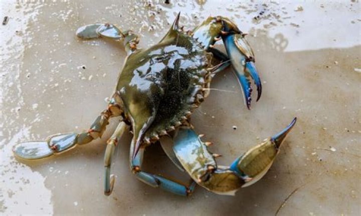 Can we eat land crabs?