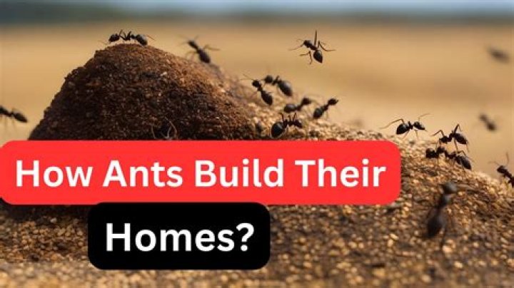 Can you bomb your house for ants