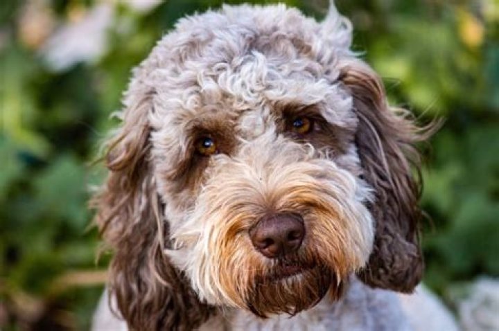 Can you cross a cockapoo with a labrador?