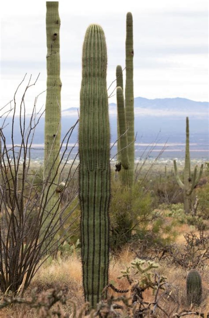 Can you dig up cactus in Arizona?