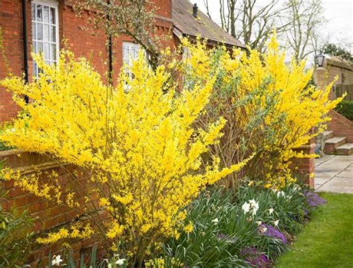 Can you eat forsythia flowers