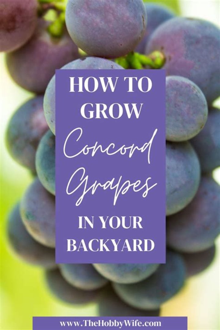 Can you eat green Concord grapes?