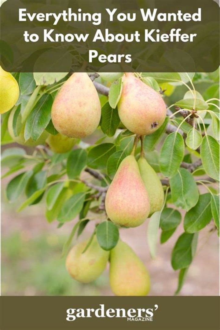 Can you eat Kieffer pears