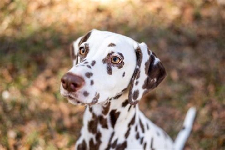 Can you get a black Dalmatian with white spots?