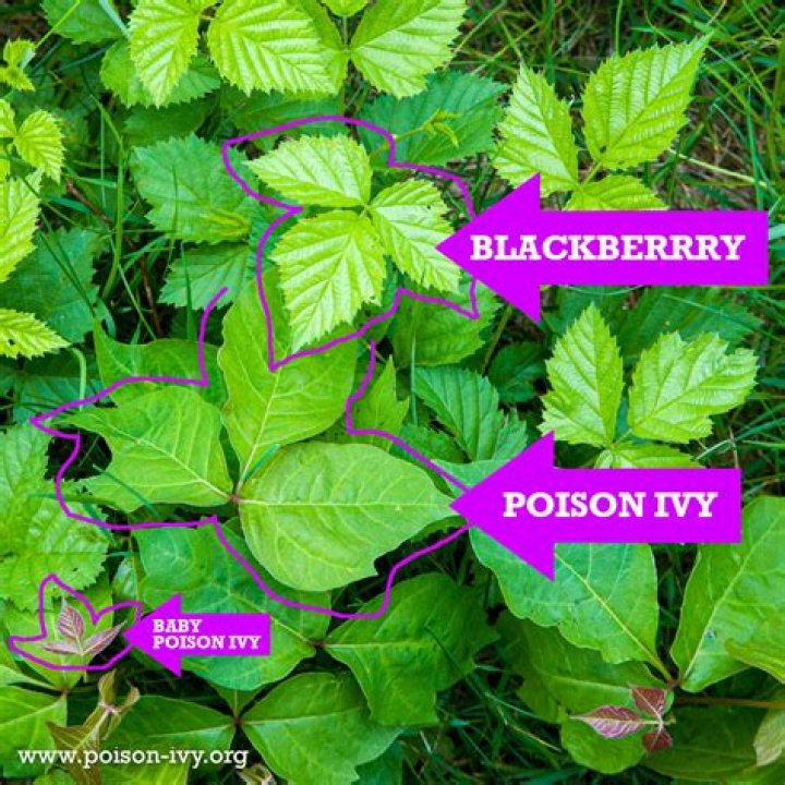 Can you get poison ivy from the seeds?