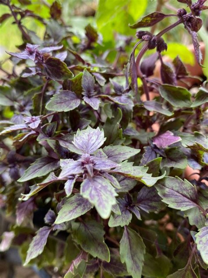 Can you grow African blue basil from seed?