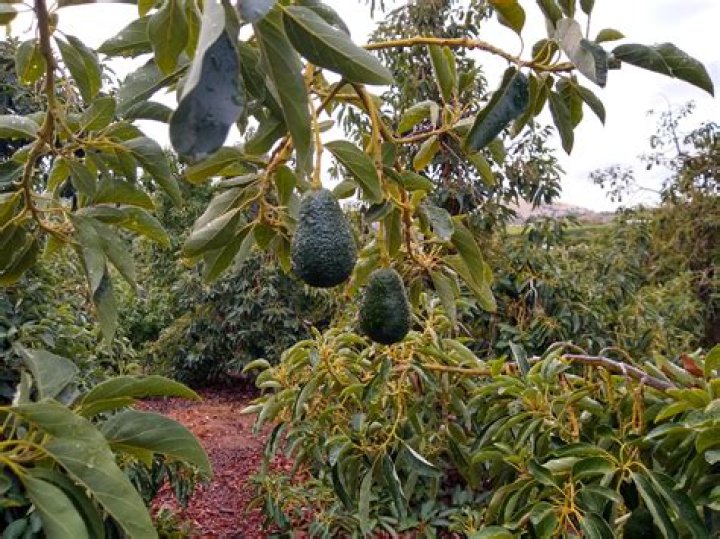 Can you grow avocados in North Texas