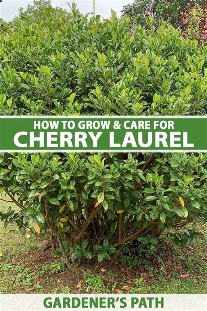 Can you grow cherry laurel in pots