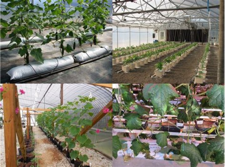 Can you grow rice in a greenhouse?