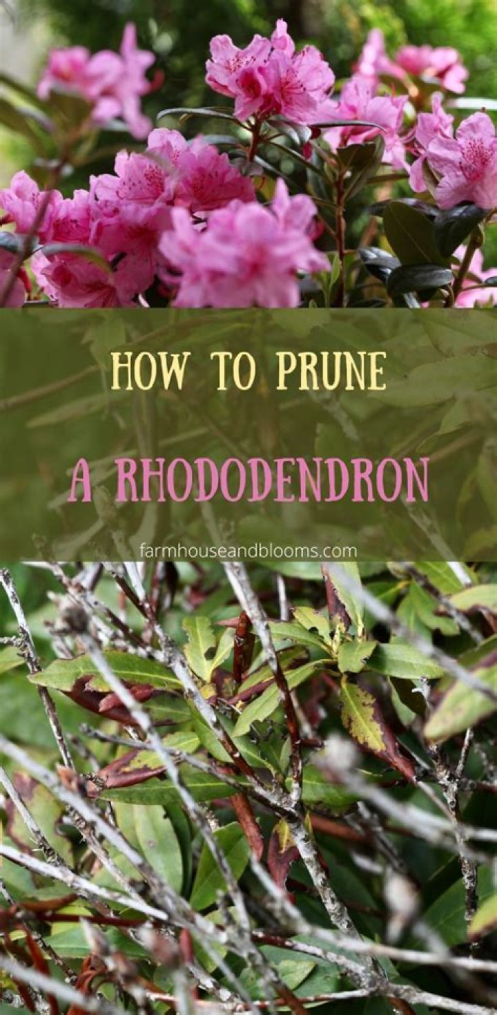 Can you hard prune a rhododendron?