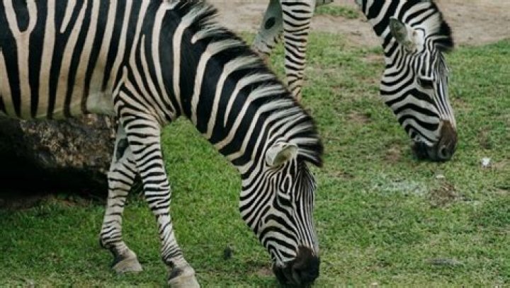 Can you have a zebra as a pet in California?