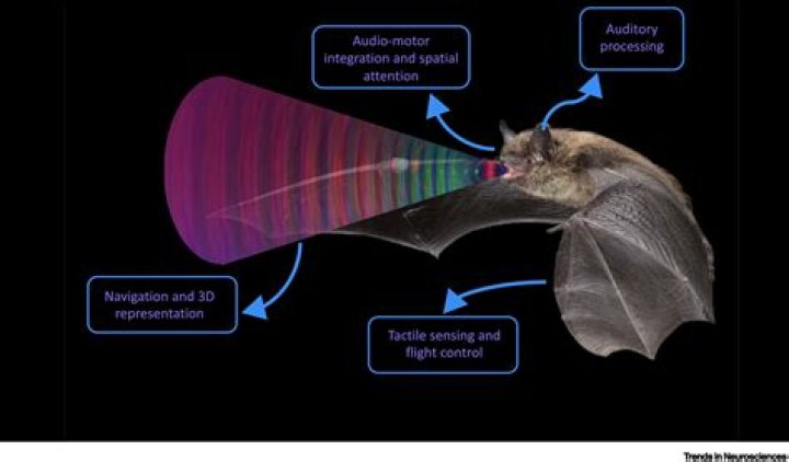 Can you hear bats in your attic?