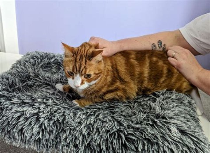 Can you hurt a cat by Scruffing it?