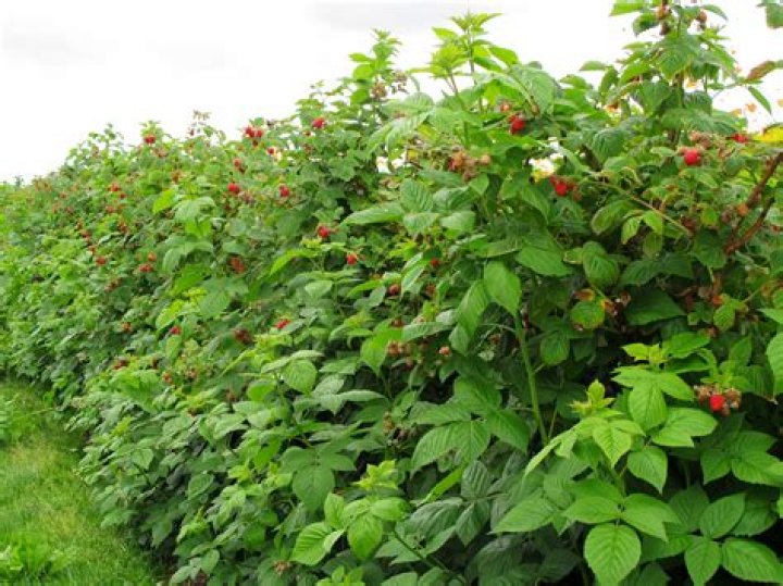 Can you move raspberry plants summer