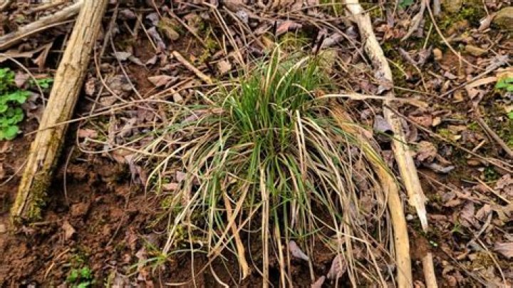 Can you mow lemongrass