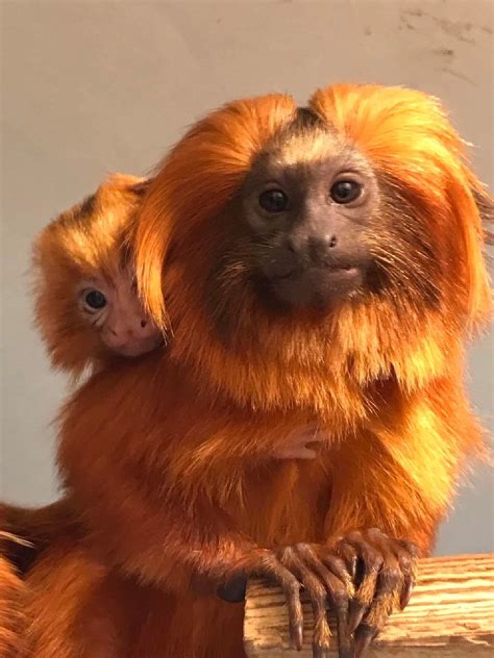 Can you own a lion tamarin?