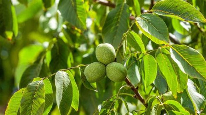Can you plant a garden near a walnut tree