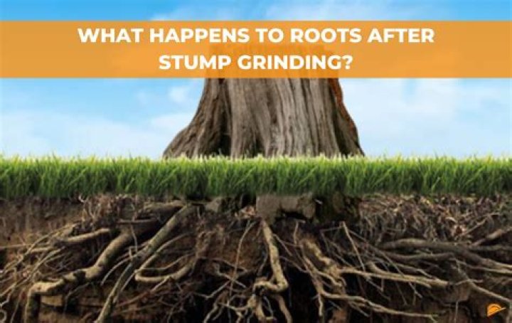Can you plant after stump grinding