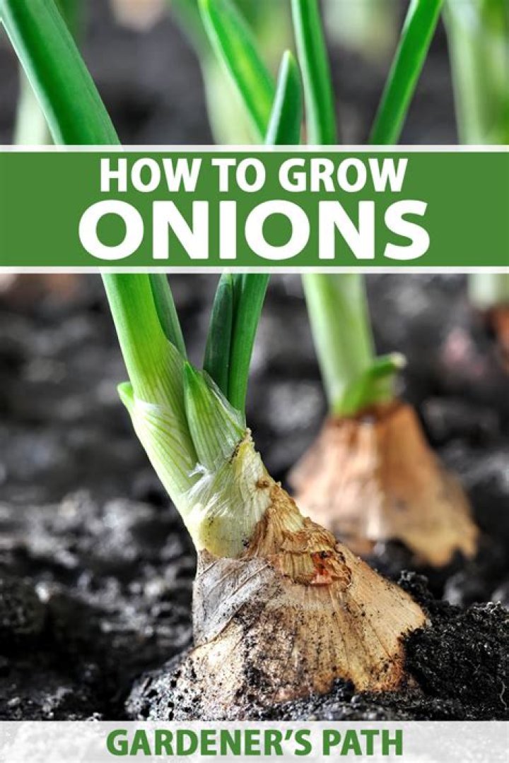 Can you plant onions in October