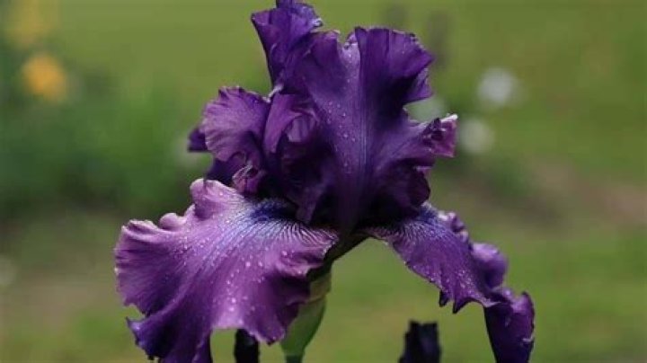 Can you plant perennials after frost