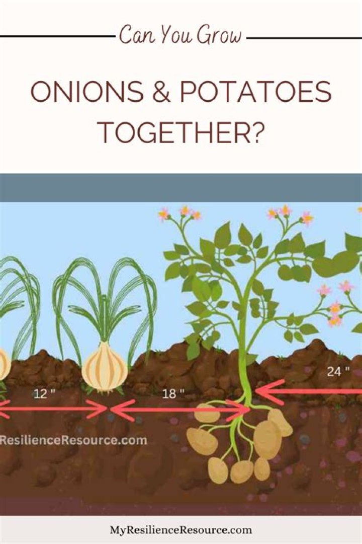 Can you plant strawberries and potatoes together
