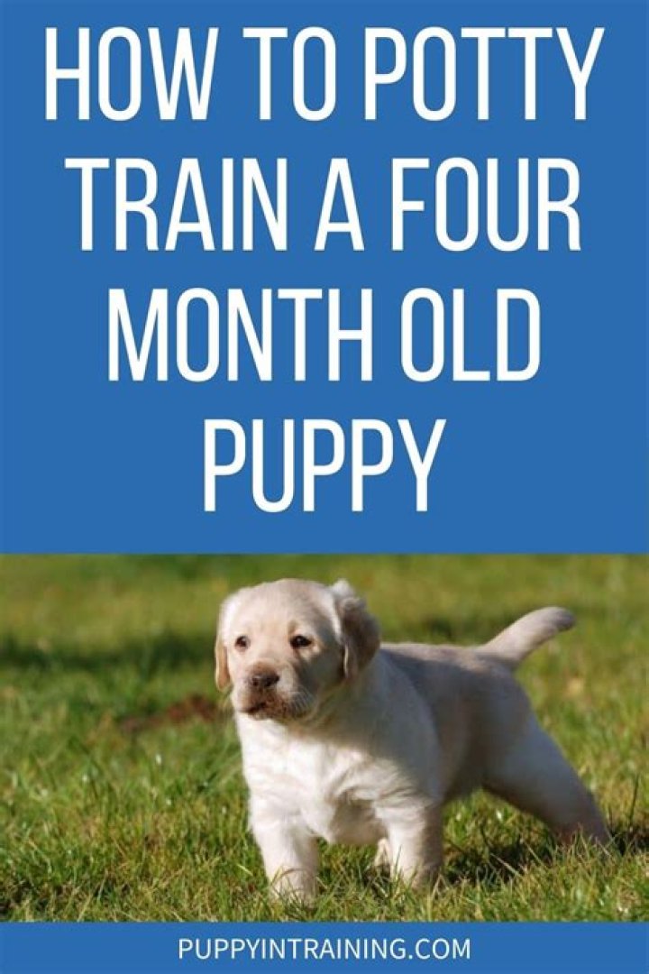 Can you potty train a 8 month old puppy?