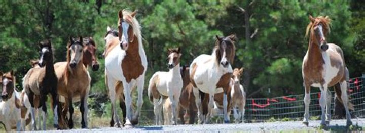 Can you ride a Chincoteague pony