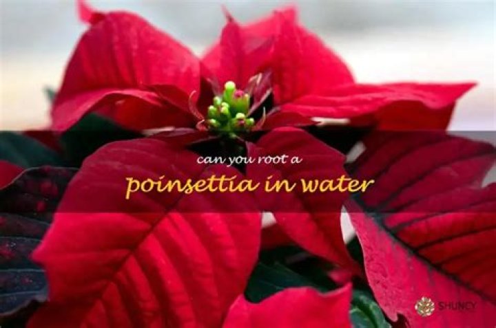 Can you root a poinsettia?