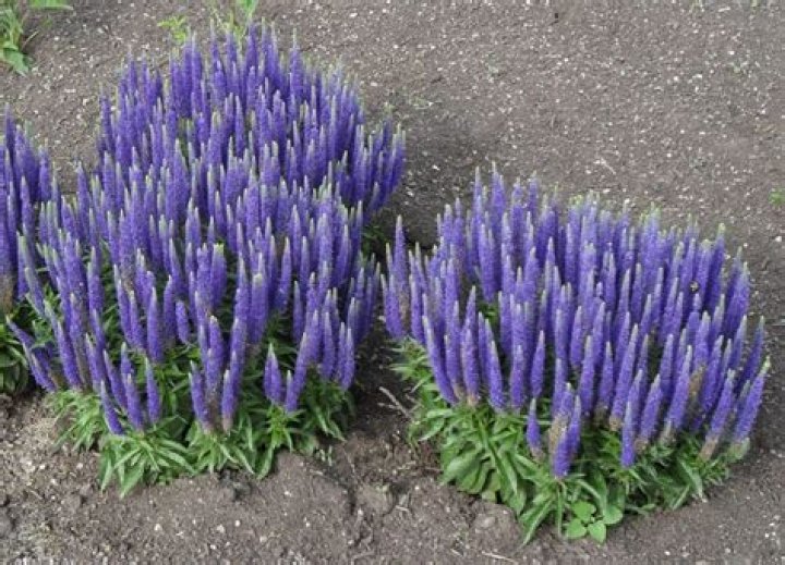 Can you split Veronica plants